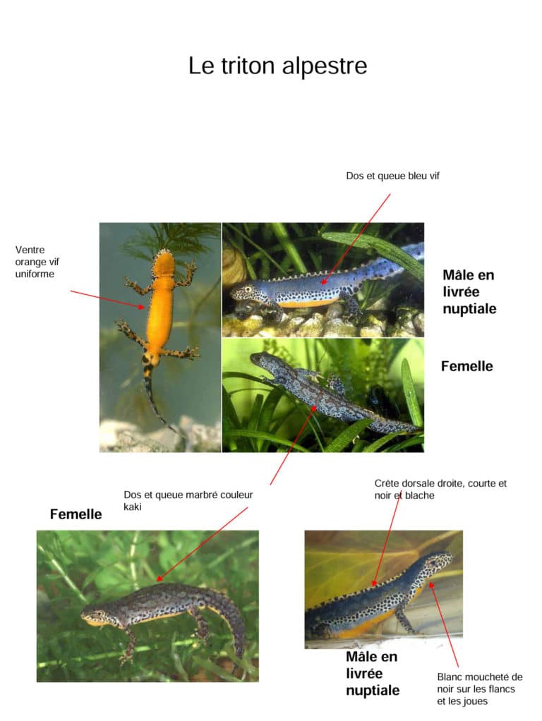 Le triton alpestre