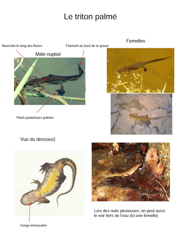 Le triton palmé