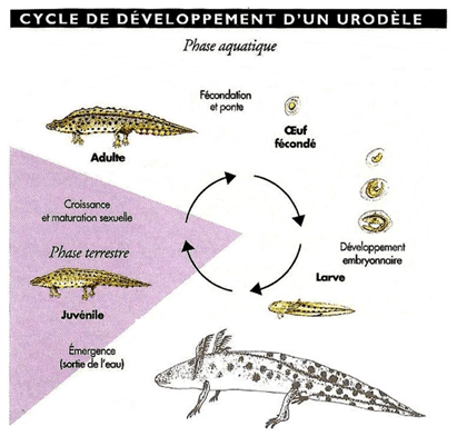 Cycle de développement d'un urodèle